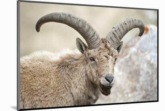 East Caucasian tur (Capra cylindricornis) portrait, Caucasus, Russia. May.-Valeriy Maleev-Mounted Photographic Print