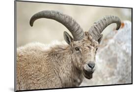 East Caucasian tur (Capra cylindricornis) portrait, Caucasus, Russia. May.-Valeriy Maleev-Mounted Photographic Print