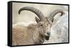 East Caucasian tur (Capra cylindricornis) portrait, Caucasus, Russia. May.-Valeriy Maleev-Framed Stretched Canvas