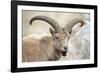 East Caucasian tur (Capra cylindricornis) portrait, Caucasus, Russia. May.-Valeriy Maleev-Framed Photographic Print