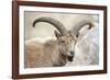 East Caucasian tur (Capra cylindricornis) portrait, Caucasus, Russia. May.-Valeriy Maleev-Framed Photographic Print