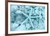 East Coast Shells II-Jairo Rodriguez-Framed Premium Giclee Print