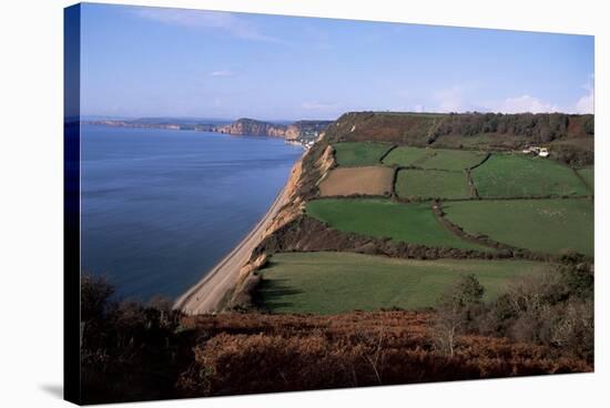 East Devon Coast Path, Near Sidmouth, Devon, England, United Kingdom-Cyndy Black-Stretched Canvas