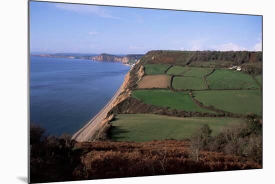 East Devon Coast Path, Near Sidmouth, Devon, England, United Kingdom-Cyndy Black-Mounted Photographic Print