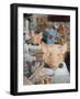 East German Butcher Shop, Displaying Whole Pigs Heads-Ralph Crane-Framed Photographic Print