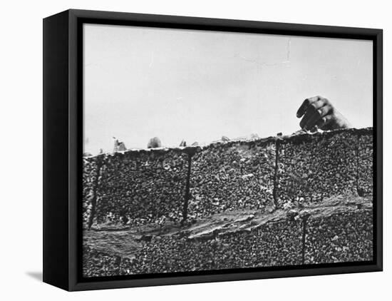 East German's Hand Reaching Over Glass Shards Embedded in Top of the Newly Constructed Berlin Wall-Paul Schutzer-Framed Stretched Canvas