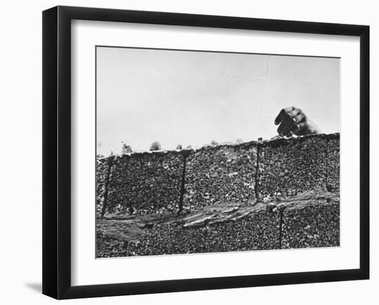 East German's Hand Reaching Over Glass Shards Embedded in Top of the Newly Constructed Berlin Wall-Paul Schutzer-Framed Photographic Print