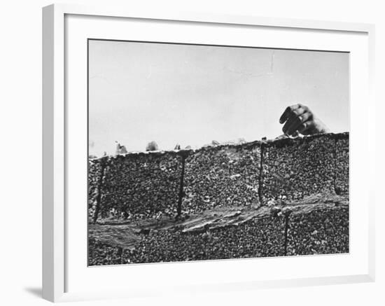 East German's Hand Reaching Over Glass Shards Embedded in Top of the Newly Constructed Berlin Wall-Paul Schutzer-Framed Photographic Print