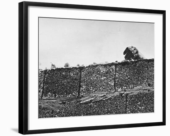 East German's Hand Reaching Over Glass Shards Embedded in Top of the Newly Constructed Berlin Wall-Paul Schutzer-Framed Photographic Print