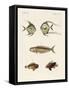 East Indian Fish-null-Framed Stretched Canvas
