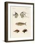 East Indian Fish-null-Framed Giclee Print