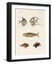 East Indian Fish-null-Framed Giclee Print