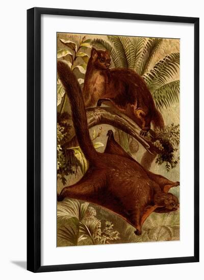 East Indian Flying Squirrel-F.W. Kuhnert-Framed Art Print