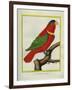 East Indian Lorikeet, Male-Georges-Louis Buffon-Framed Giclee Print