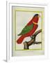 East Indian Lorikeet, Male-Georges-Louis Buffon-Framed Giclee Print