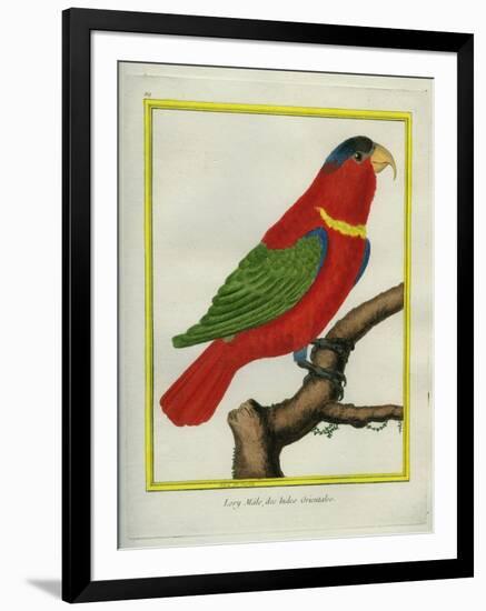 East Indian Lorikeet, Male-Georges-Louis Buffon-Framed Giclee Print