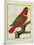 East Indian Lorikeet, Male-Georges-Louis Buffon-Mounted Giclee Print