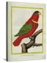 East Indian Lorikeet, Male-Georges-Louis Buffon-Stretched Canvas