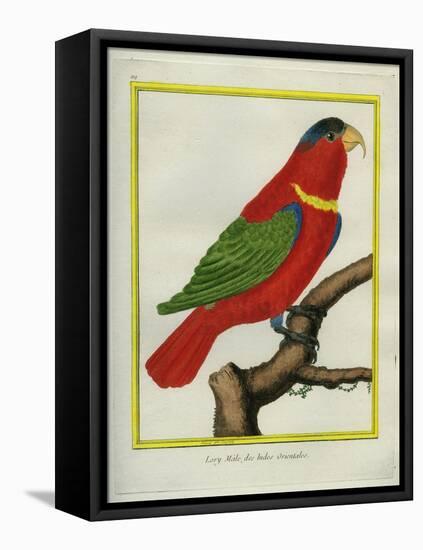 East Indian Lorikeet, Male-Georges-Louis Buffon-Framed Stretched Canvas