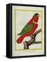 East Indian Lorikeet, Male-Georges-Louis Buffon-Framed Stretched Canvas