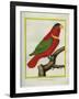 East Indian Lorikeet, Male-Georges-Louis Buffon-Framed Giclee Print