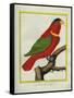 East Indian Lorikeet, Male-Georges-Louis Buffon-Framed Stretched Canvas