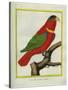 East Indian Lorikeet, Male-Georges-Louis Buffon-Stretched Canvas