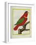 East Indian Lorikeet, Male-Georges-Louis Buffon-Framed Giclee Print