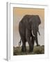 East Kenya, Amboseli National Park, Elephant (Loxodanta Africana)-Alison Jones-Framed Photographic Print