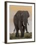 East Kenya, Amboseli National Park, Elephant (Loxodanta Africana)-Alison Jones-Framed Photographic Print