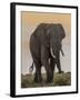 East Kenya, Amboseli National Park, Elephant (Loxodanta Africana)-Alison Jones-Framed Photographic Print