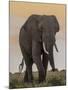 East Kenya, Amboseli National Park, Elephant (Loxodanta Africana)-Alison Jones-Mounted Photographic Print