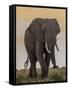 East Kenya, Amboseli National Park, Elephant (Loxodanta Africana)-Alison Jones-Framed Stretched Canvas