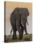 East Kenya, Amboseli National Park, Elephant (Loxodanta Africana)-Alison Jones-Stretched Canvas