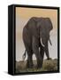East Kenya, Amboseli National Park, Elephant (Loxodanta Africana)-Alison Jones-Framed Stretched Canvas
