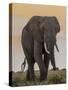 East Kenya, Amboseli National Park, Elephant (Loxodanta Africana)-Alison Jones-Stretched Canvas