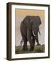 East Kenya, Amboseli National Park, Elephant (Loxodanta Africana)-Alison Jones-Framed Photographic Print