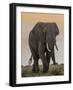 East Kenya, Amboseli National Park, Elephant (Loxodanta Africana)-Alison Jones-Framed Photographic Print