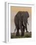 East Kenya, Amboseli National Park, Elephant (Loxodanta Africana)-Alison Jones-Framed Photographic Print