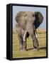 East Kenya, Amboseli National Park, Elephant (Loxodanta Africana)-Alison Jones-Framed Stretched Canvas