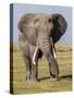 East Kenya, Amboseli National Park, Elephant (Loxodanta Africana)-Alison Jones-Stretched Canvas