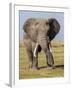 East Kenya, Amboseli National Park, Elephant (Loxodanta Africana)-Alison Jones-Framed Photographic Print