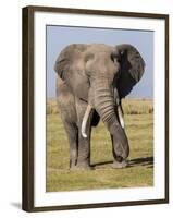 East Kenya, Amboseli National Park, Elephant (Loxodanta Africana)-Alison Jones-Framed Photographic Print