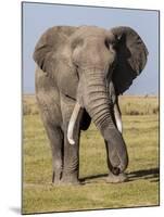 East Kenya, Amboseli National Park, Elephant (Loxodanta Africana)-Alison Jones-Mounted Photographic Print