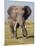 East Kenya, Amboseli National Park, Elephant (Loxodanta Africana)-Alison Jones-Mounted Photographic Print