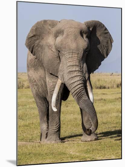 East Kenya, Amboseli National Park, Elephant (Loxodanta Africana)-Alison Jones-Mounted Photographic Print