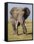 East Kenya, Amboseli National Park, Elephant (Loxodanta Africana)-Alison Jones-Framed Stretched Canvas