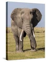 East Kenya, Amboseli National Park, Elephant (Loxodanta Africana)-Alison Jones-Stretched Canvas