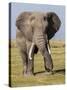 East Kenya, Amboseli National Park, Elephant (Loxodanta Africana)-Alison Jones-Stretched Canvas