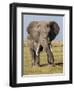 East Kenya, Amboseli National Park, Elephant (Loxodanta Africana)-Alison Jones-Framed Photographic Print